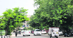 Untrimmed tress bend over the traffic in Jammu on Tuesday. Tribune photo: Inderjeet Singh