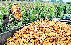 A farm labourer loading maize on a trolley at Tallan village in Jalandhar on Wednesday