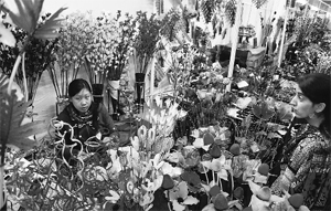 A woman from the North-Eastern region sells handicraft items during an exhibition in Shimla on Friday.
