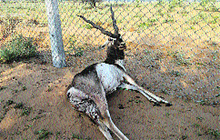 The black buck which was killed after it was trapped in fencing put up by Nuclear Power Corporation of India Limited at Badopal in Fatehabad.