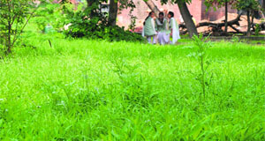 High-growing uncut grass on a government school ground in Ludhiana. 
