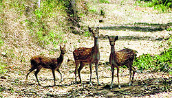 Deer are among the animals on target by smugglers