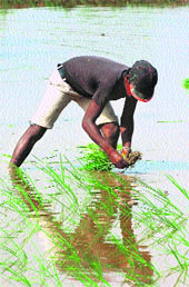 A man sows paddy saplings on the outskirts of Jammu. 