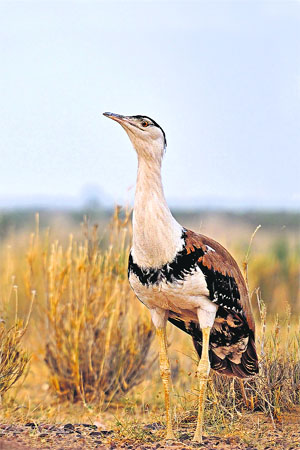 An adult male Great Indian Bustard is distinguished from the female by its bold black neck-scarf