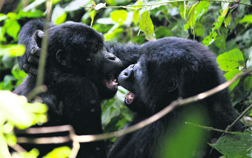 Two endangered mountain gorillas from the Bitukura family, play inside a forest in Bwindi Impenetrable National Park in the Ruhija sector of the park, about 550 km west of Ugandas capital Kampala.