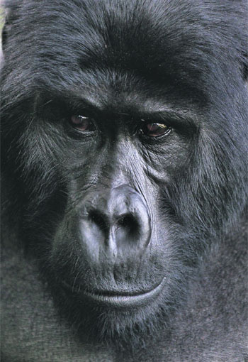 An endangered mountain gorilla is seen inside the national park in Kampala.