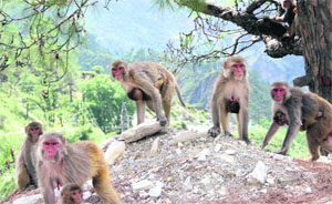 Monkeys, which were fed by the pilgrims near the Joshimath road, look for food. 