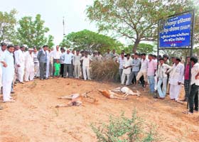 Animal rights activists and members of the Bishnoi community with carcasses of the three black bucks killed on Saturday night at Badopal in Fatehabad