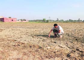 A farmer shows his land affected by waterlogging and salinity at Badopal in Fatehabad