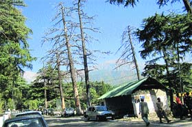 Dried up deodar trees in Palampur town