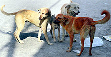 Stray dogs roam freely in Ludhiana