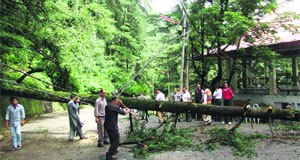 Workers cut a tree that fell on a road during heavy rain in Shimla on Monday. 