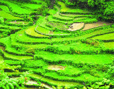 Salinisation is slowly affecting paddy-growing areas in Jammu.