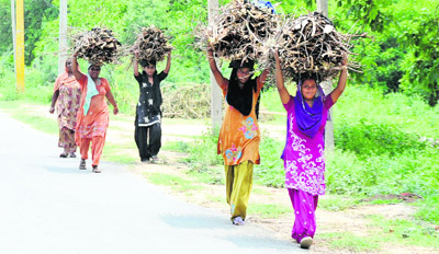 Women carry firewood to meet their need for fuel in a village on the outskirts of Bathinda.