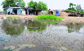 Colony Number 5, a perfect breeding ground for mosquitoes in Sector 50, Chandigarh