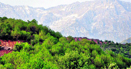 The site of the Central University in Dharamsala.
