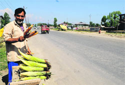 A vendor holds barbequed corns at Narbal on the outskirts of Srinagar. Tribune Photo: Amin War