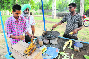 A vendor sells corns on a roadside stall in Bathinda. 