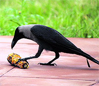 A crow eats maize (corn) in Jammu