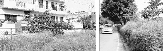 Congress grass grows in an open space near houses in Phase V, (right) wild growth along roads in Sector 71; and (below) Industrial Area, Phase VII, in Mohali.