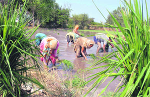Puddling of water for paddy checks weed growth, but the cost involved in terms of water used and the power for pumping it is unsustainable.