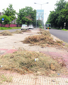 Grass lying alongside the road dividing Sector 14 and 15, which was removed by the MC staff, a few days ago