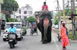  An elephant at Kacheheri road in Jalandhar. 