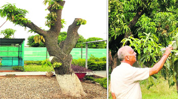 An old tree being treated by deep pruning to bear full fruit in the orchard at Raj Bhawan in Jammu; and (right) a horticulture expert inspects a mango tree at the orchard.