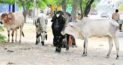 Municipal Corporation Bathinda plans to impose cess to collect revenue for constructing a pound to deal with the problem of stray cattle in the city. photo: Bhupinder Dhillon 