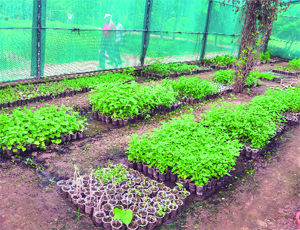 A view of the herbal garden at the PAU in Ludhiana. 