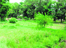The 4,067 square yard residential plot near Company Bagh, which will be auctioned by the cash-strapped Municipal Corporation for raising funds in Amritsar.