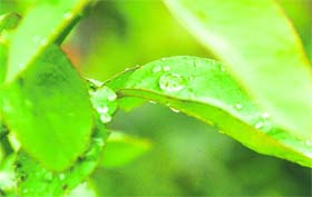 A thing of beauty: Leaves are bathed afresh with dew drops early on Thursday morning in Jammu