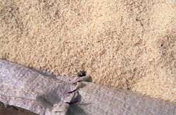 Worm-infested rice being dried under the sun at the Government Senior Secondary School in Phulokhari village. A Tribune photograph