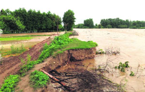 The swollen Sutlej enters fields through the damaged bundh at Lodhipur village near Anandpur Sahib on Saturday. 