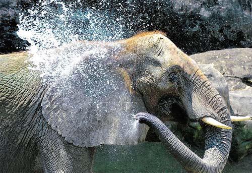 An elephant hoses itself with water at a Taipei Zoo. Keepers at the Taipei Zoo prepared cold treats for animals to give them respite from the hot weather.