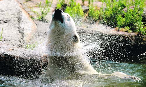 A polar bear shakes his head as he takes a bath in a pool of his enclosure a zoo in Berlin. Temperatures in the German capital are predicted to reach quite high. 