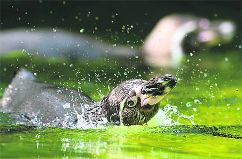 A Humboldt penguin takes a bath in a pool of his enclosure at a zoo in Berlin. Temperatures in the German capital are forecast to reach up to 28 C. 