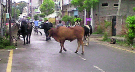 Rampaging bulls have created panic among the residents of Ajit road area.