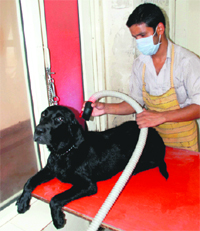 A dog undergoes treatment at Government Petcare Centre, Panchkula.