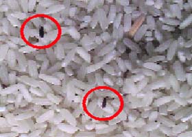 A portion of the insect infested rice that was supplied to the Government Primary School at Mandwara village in Ropar