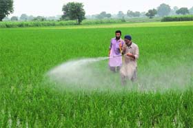 A farmer sprays pesticides on paddy crop near Bathinda on Monday