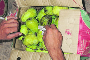 A worker places a packet of calcium carbide in a box of raw mangoes at the Sector 26 grain market. 