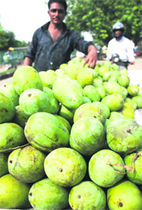 A vendor sells artificially ripened mangoes in Chandigarh. 