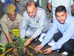Health Minister Kaul Singh Thakur plants a deodar sapling at Urla on Monday.