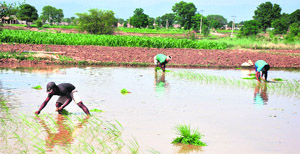  Labourers sow paddy in Jammu. 