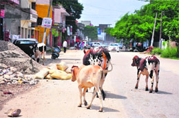 Stray cattle are a common sigh on Jammu roads. 