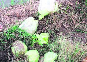 The heroin which was seized by the BSF at the Bhainian village near Amritsar on Wednesday