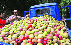A farmer loads apples in a mini truck at Mashobra near Shimla on Wednesday