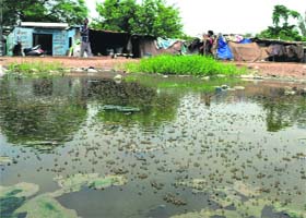 Mosquito larvae breed in muddy water at Colony No. 5 in Sector 51, Chandigarh