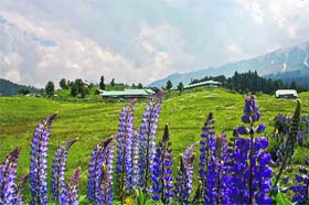 Natural splendour: A view of the tourist resort Gulmarg, located west of Srinagar, on Thursday